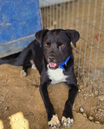 Onyx – ein schwarzer Schatz sucht sein Für-immer-Zuhause