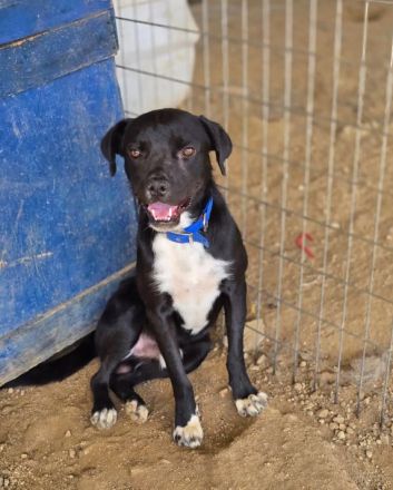 Onyx – ein schwarzer Schatz sucht sein Für-immer-Zuhause