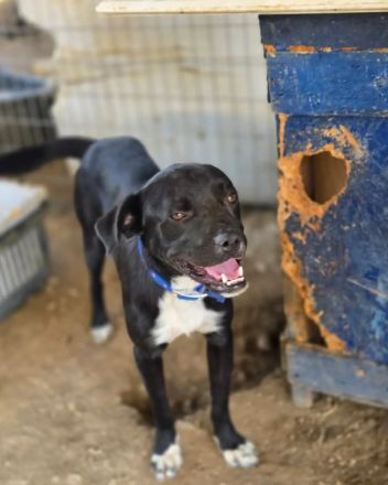 Onyx – ein schwarzer Schatz sucht sein Für-immer-Zuhause