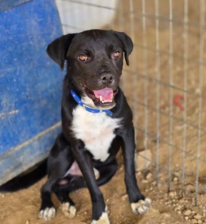 Onyx – ein schwarzer Schatz sucht sein Für-immer-Zuhause