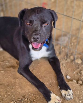 Onyx – ein schwarzer Schatz sucht sein Für-immer-Zuhause