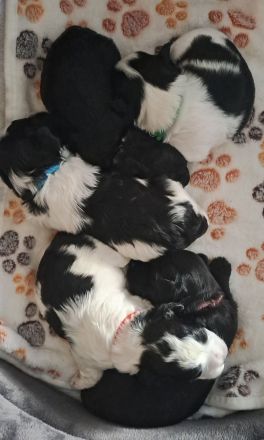 Bolonka/Havaneser Welpen