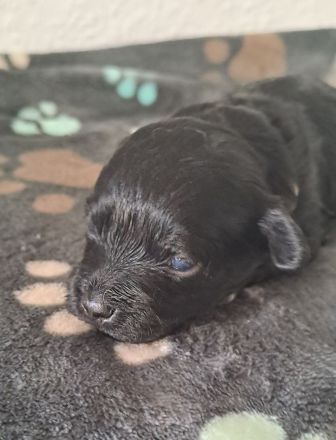 Bolonka/Havaneser Welpen