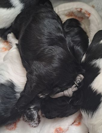 Bolonka/Havaneser Welpen