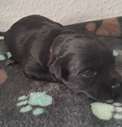 Bolonka/Havaneser Welpen