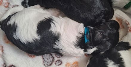 Bolonka/Havaneser Welpen