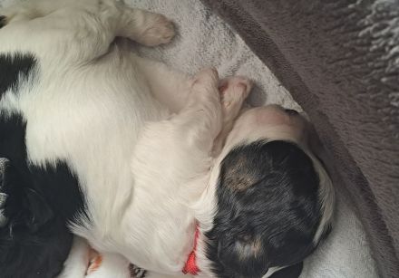 Bolonka/Havaneser Welpen