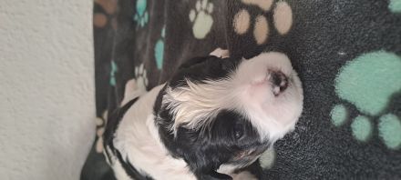 Bolonka/Havaneser Welpen