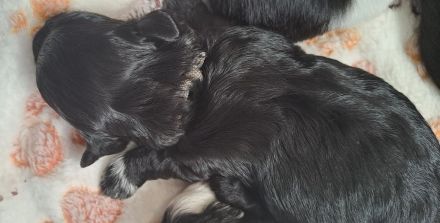 Bolonka/Havaneser Welpen