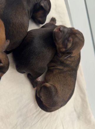 5 Zauberhafte Jackapoo Welpen 4Weibchen & 1 Rüde suchen ein liebevolles zuhause