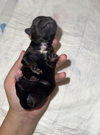 5 Zauberhafte Jackapoo Welpen 4Weibchen & 1 Rüde suchen ein liebevolles zuhause