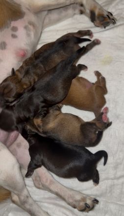 5 Zauberhafte Jackapoo Welpen 4Weibchen & 1 Rüde suchen ein liebevolles zuhause