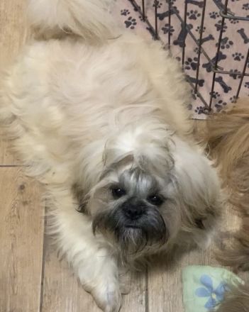 reinrassiger Shih Tzu-Junge