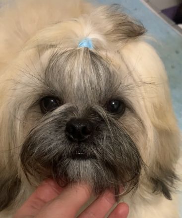 reinrassiger Shih Tzu-Junge