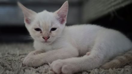 Nur noch 1 Ragdoll Kater Kitten in liebevolle Hände abzugeben