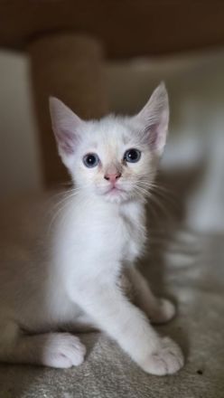 Nur noch 1 Ragdoll Kater Kitten in liebevolle Hände abzugeben