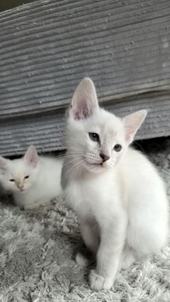 Nur noch 1 Ragdoll Kater Kitten in liebevolle Hände abzugeben