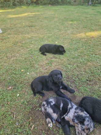 Aussiedor Welpen - Abgabe ab 12.09., Hündin & Rüde frei