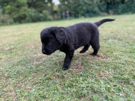 Aussiedor Welpen - Abgabe ab 12.09., Hündin & Rüde frei