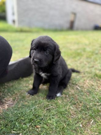 Aussiedor Welpen - Abgabe ab 12.09., Hündin & Rüde frei