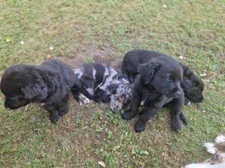 Aussiedor Welpen - Abgabe ab 12.09., Hündin & Rüde frei