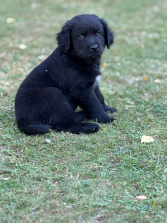 Aussiedor Welpen - Abgabe ab 12.09., Hündin & Rüde frei