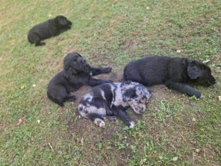 Aussiedor Welpen - Abgabe ab 12.09., Hündin & Rüde frei