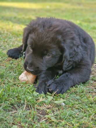 Aussiedor Welpen - Abgabe ab 12.09., Hündin & Rüde frei