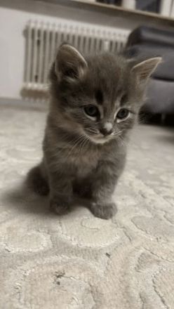 Kuschelalarm! 2 süße BKH Tabby Kätzchen abzugeben