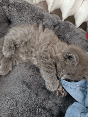 Kuschelalarm! 2 süße BKH Tabby Kätzchen abzugeben