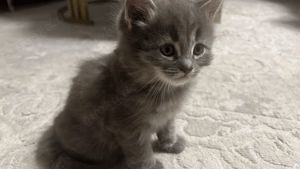 Kuschelalarm! 2 süße BKH Tabby Kätzchen abzugeben