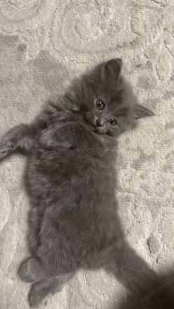 Kuschelalarm! 2 süße BKH Tabby Kätzchen abzugeben
