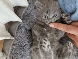 Kuschelalarm! 2 süße BKH Tabby Kätzchen abzugeben