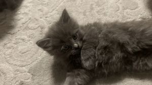 Kuschelalarm! 2 süße BKH Tabby Kätzchen abzugeben