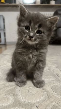 Kuschelalarm! 2 süße BKH Tabby Kätzchen abzugeben