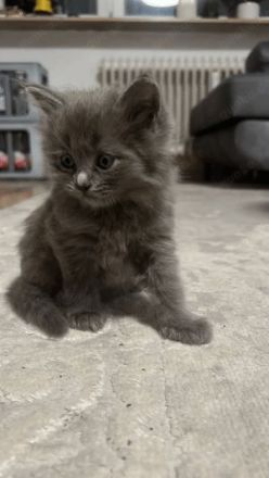 Kuschelalarm! 2 süße BKH Tabby Kätzchen abzugeben