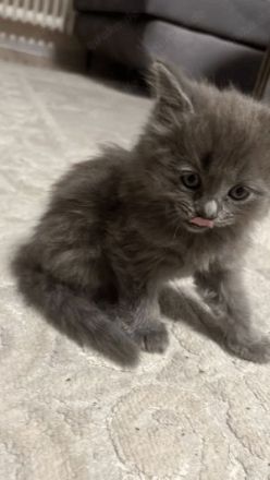 Kuschelalarm! 2 süße BKH Tabby Kätzchen abzugeben