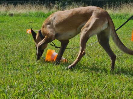 Nasenarbeit Geruchsdifferenzierung Hund KURS