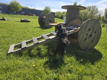 Nasenarbeit Geruchsdifferenzierung Hund KURS