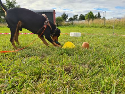 Nasenarbeit Geruchsdifferenzierung Hund KURS