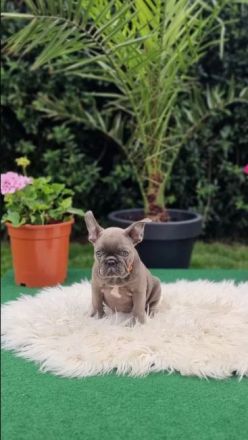 Französische Bulldoggen Welpen suchen nach Ihrem Traumschloss Auszugsbereit