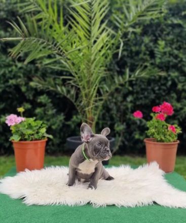 Französische Bulldoggen Welpen suchen nach Ihrem Traumschloss Auszugsbereit