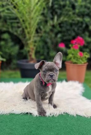 Französische Bulldoggen Welpen suchen nach Ihrem Traumschloss Auszugsbereit