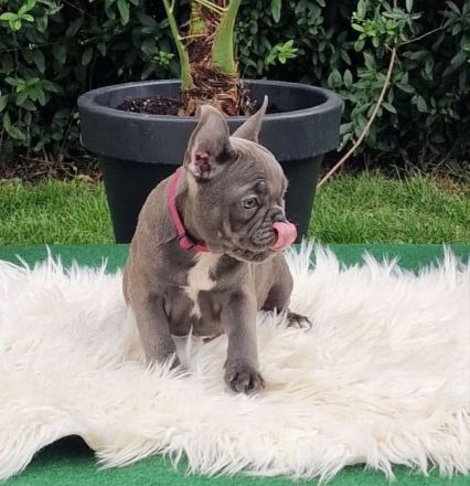 Französische Bulldoggen Welpen suchen nach Ihrem Traumschloss Auszugsbereit