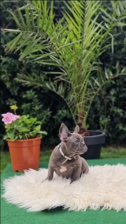 Französische Bulldoggen Welpen suchen nach Ihrem Traumschloss Auszugsbereit