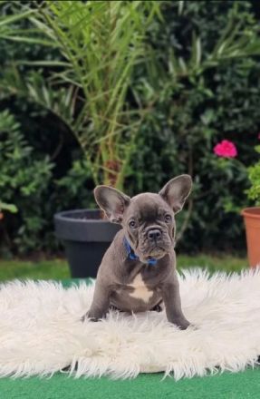 Französische Bulldoggen Welpen suchen nach Ihrem Traumschloss Auszugsbereit