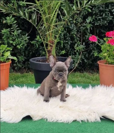 Französische Bulldoggen Welpen suchen nach Ihrem Traumschloss Auszugsbereit