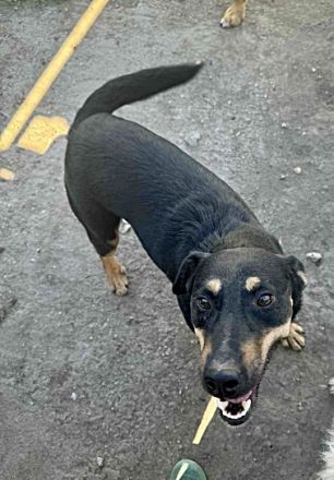 Tziganu, sehr freundlich und lieb