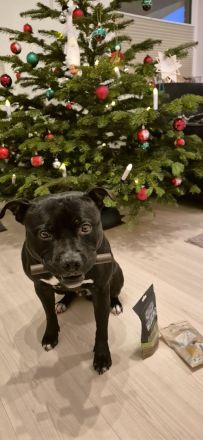 Staffordshire-Bullterrier-Rüde in erfahrene Hände abzugeben