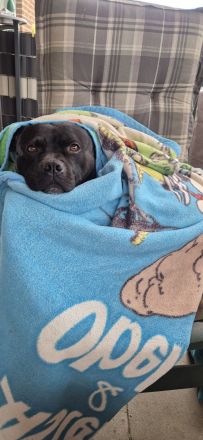 Staffordshire-Bullterrier-Rüde in erfahrene Hände abzugeben